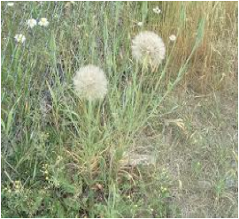 goats-beard