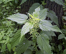 stinging-nettle